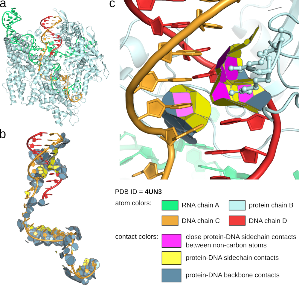 Exploration of protein-DNA interactions in the structure of CRISPR-associated protein Cas9 bound to a DNA target (PDB ID 4UN3) using Voronota-LT, illustrated with graphics generated by Voronota-LT and rendered in PyMOL. (a) Full structure; (b) Voronoi tessellation-derived contacts between the protein and the DNA backbone (pale cyan) and DNA bases (yellow); (c) Interactions between specific protein residues (1107, 1333, 1335) and DNA bases, with close contacts between non-carbon atoms colored in magenta.