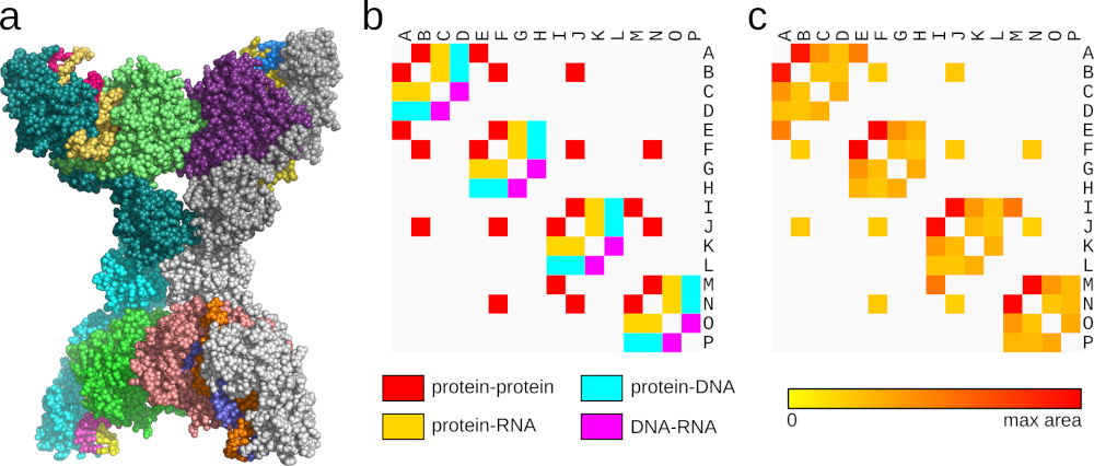 Summarizing chain-chain interfaces for the structure of the ssDNA-activated SPARTA complex (PDB ID 8J7S). (a) Full structure with every chain colored differently, rendered in PyMOL; (b) Chain-chain contact map, with plot points colored by interface type; (c) Chain-chain contact map, with plot points colored using a yellow-to-red gradient corresponding to values from zero to the maximum observed contact area.
