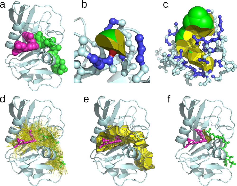 Exploration of the structure of dihydrofolate reductase (PDB ID 7DFR) using Voronota-LT, illustrated with graphics generated by Voronota-LT and rendered in PyMOL. (a) Dihydrofolate reductase with the ligands NADP (green) and folic acid (magenta), shown as van der Waals balls; (b) The constrained Voronoi cell of the “O2” atom of folic acid, with contact areas colored in yellow, solvent-accessible surface area colored in green, and direct Voronoi neighbors colored in blue; (c) The constrained Voronoi cells of all atoms of folic acid; (d) Yellow line segments represent all virtual collisions with atoms that are close enough to the ligand atoms (colored in magenta and green) to be considered interacting by a distance-based definition, but not necessarily by the tessellation-based definition; (e) Voronoi tessellation-derived contact areas between the ligands and the protein; (f) Voronoi tessellation-derived interface between the two ligands.
